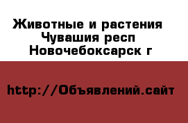  Животные и растения. Чувашия респ.,Новочебоксарск г.